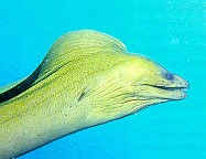 Mor�ia - Gymnothorax steindachneri