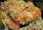 Peixe Pedra - Scorpaena plumieri