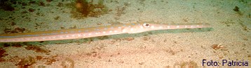 Peixe Trombeta - Aulostomus maculatis
