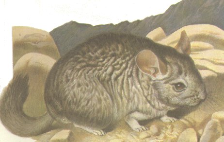 CHchinchila.jpg (27933 bytes)
