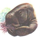 DUcomendo.jpg (11781 bytes)