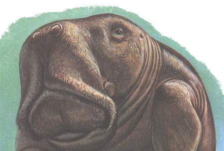 DUdugongo.jpg (18687 bytes)