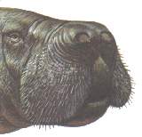 DUnarinas.jpg (4562 bytes)