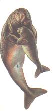 DUsegura.jpg (3678 bytes)