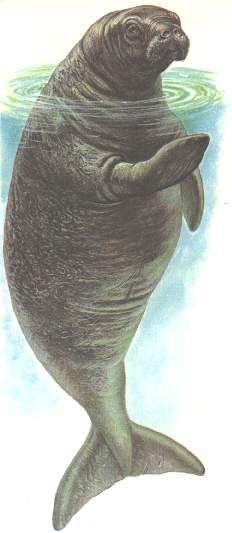 DUvaca.jpg (15628 bytes)