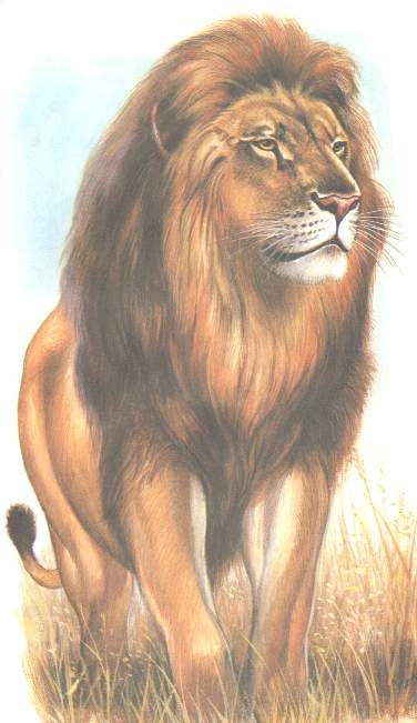 LEÃO.jpg (32131 bytes)