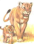 MÃEEFIL.jpg (5781 bytes)