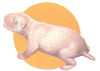 100.jpg (3698 bytes)