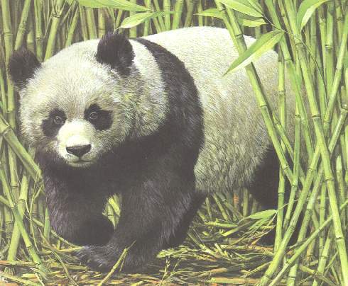 PANDA.jpg (42018 bytes)