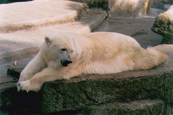 PLpolar_bear03.jpg (53494 bytes)