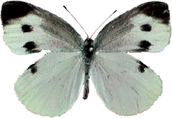 �L�^�i�C�ʐ^�ŃS�����i�T�C