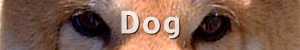 Dogs