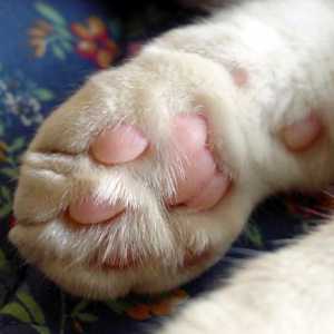 Sole