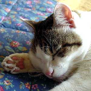 ZZZ... zzz..