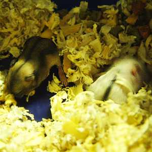peep, peep, peep, peep