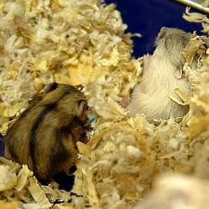 peep, peep, peep, peep, peep