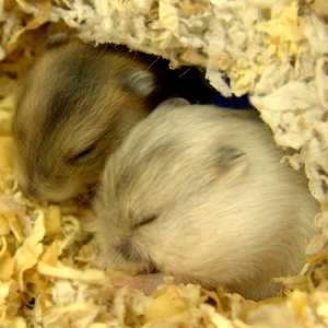 Sleepy