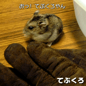 �n�b�N�V����