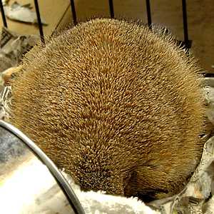 ZZZ...