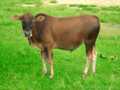 moo