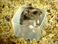Hamster 2