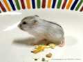 Hamster 3