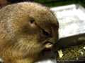 Prairiedog1