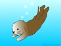 Sea Otter