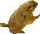 Prairie Dog