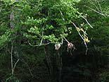 A hornet's nest above the creek