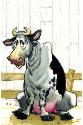 sad cow