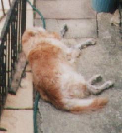 R.I.P Louis!