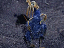 Pyris