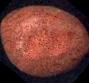 coralred.jpg (1968 bytes)