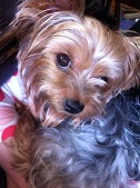 brandy
