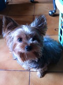 bosley