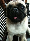 bruce