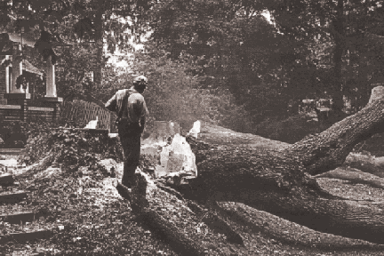 Martin appears reflective after felling the largest maple at 29 Mississauga Road North