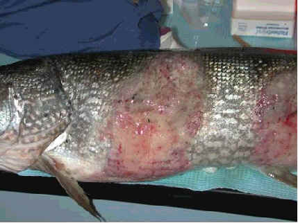 lymphosarcoma