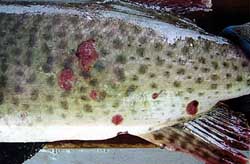 musky lesions