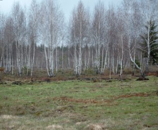 Dealu Negru