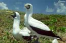 Atob� Branco - Abrolhos