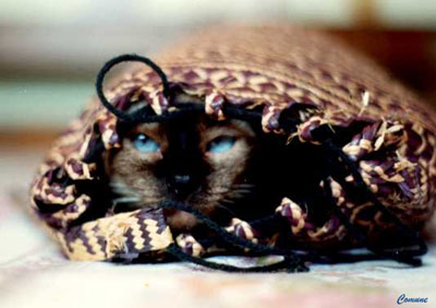 Gata Princesa