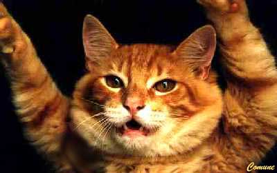 Gato Kiko Wilber Junior