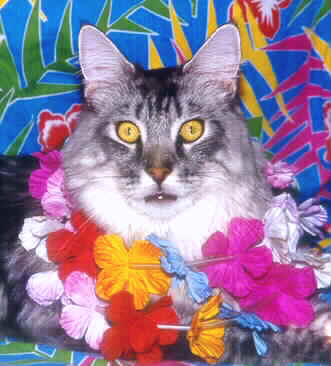 Click on me to come to my Kitty Beach Party!