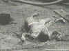 biafra2.jpg (47818 bytes)