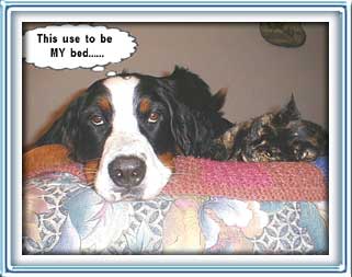 my bed?