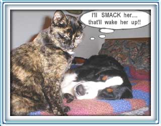 bad kitty!