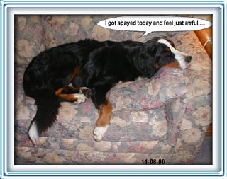 spayed