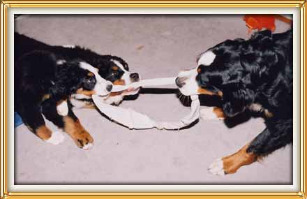 tug - of - WAR!